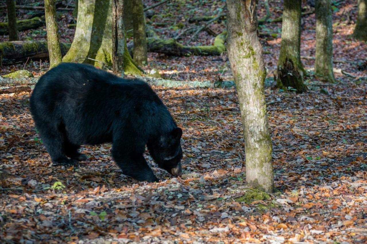 Вілла Chief Big Log Hatchertown Екстер'єр фото